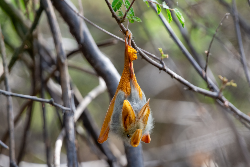 a yellow winged bat hanging from a branch